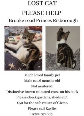 MISSING: Gizmo’s owners have asked us to share this poster. If you live in the area and happen to see him, please get in touch with them. Thank you. #MissingCats #CatsOfTwitter #PrincesRisborough