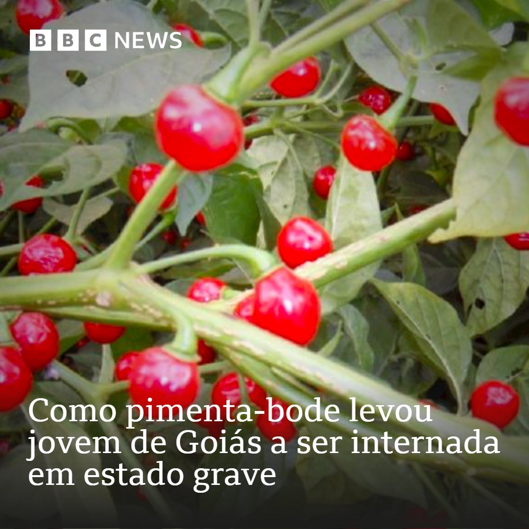 bbcbrasil's tweet photo. Perigos da pimenta 🌶️

Trancista sofreu parada cardiorrespiratória, teve um edema cerebral e ficou internada em estado grave após ter contato com um tipo de pimenta popular em pratos goianos: https://t.co/SGirvCAnVl

#MaisLidas https://t.co/1QApPksv8g