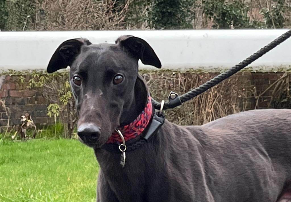 BarkInnKennels's tweet photo. Tommy has been published on Bark Inn Kennels. You can read more here - https://t.co/ZHjHk8qRP5 https://t.co/E35Hwkzwlx