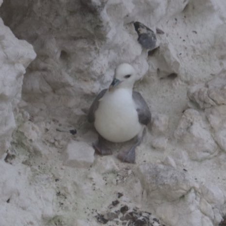 Got soaked to the skin but it was worth it for my first sight of Fulmers preparing to nest in the cliffs near Durdle Door. Beautiful to watch their particular nesting behaviours (from a distance).
