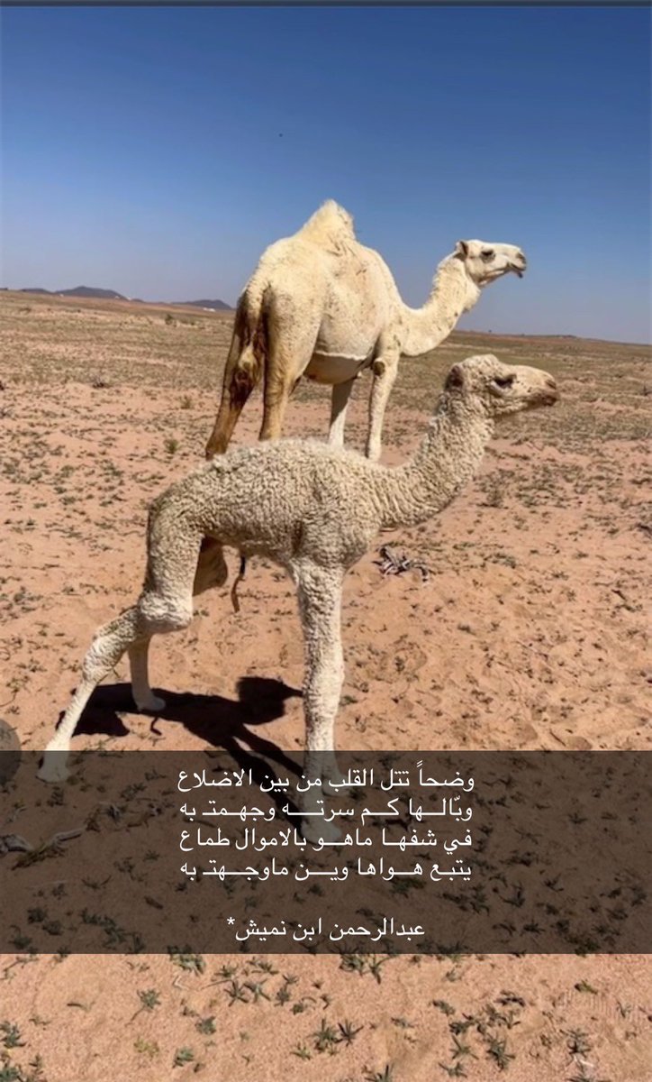 IwI6u's tweet photo. • وضحاً تتل القلب من بين الاضلاع https://t.co/GrYFgffZYm