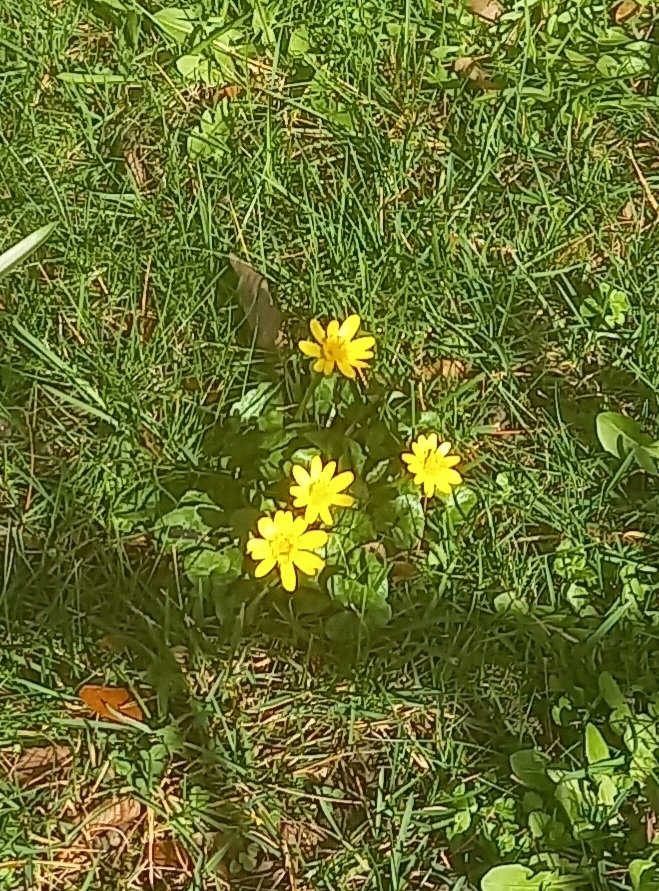 SuColeman's tweet photo. Early dog-violet, Lesser celandine and Black medick in Colwyn Bay for this week's #wildflowe @wildflower_hour @Love_plants @BSBIbotany @BSBICymru @NearbyWild @WildFlowerSoc @WildaboutPlants @Britnatureguide @NatureUK https://t.co/KvBmfgPT1X