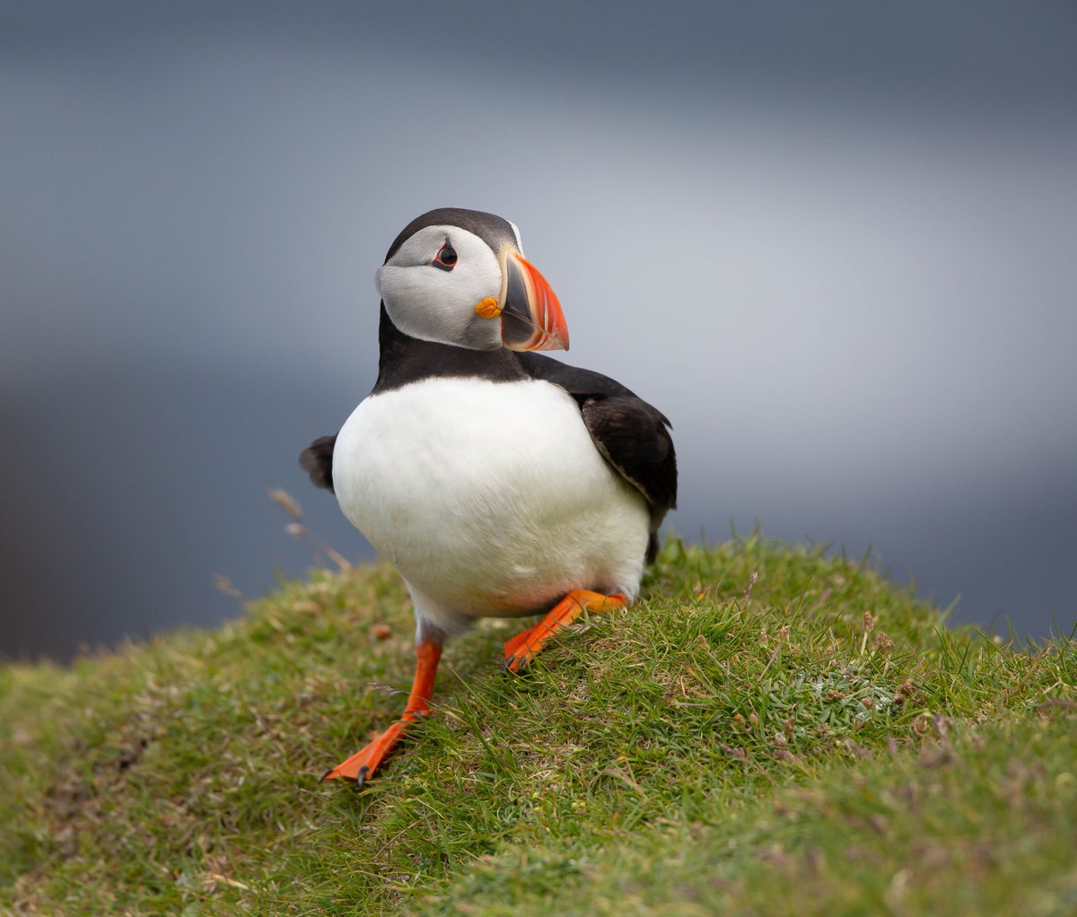 Freelance Ranger tweet media