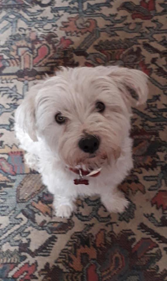 karensarah66's tweet photo. Daisy Daisy where are you lovely girl? Missing since 25/12/22 from Ballinakill, Co. Laois Ireland. #FindDaisyIreland 🙏🏻 #missingtoolong 💔 @rosiedoc666 @KarenFi51820768 @muddypawscrime @MissingPetsGB @gelert01 @TinaTowers3 @Number1essexgir @lisffc @bs2510 @AlanDaffern @SAMPAuk_ https://t.co/lJnhm7AR3R