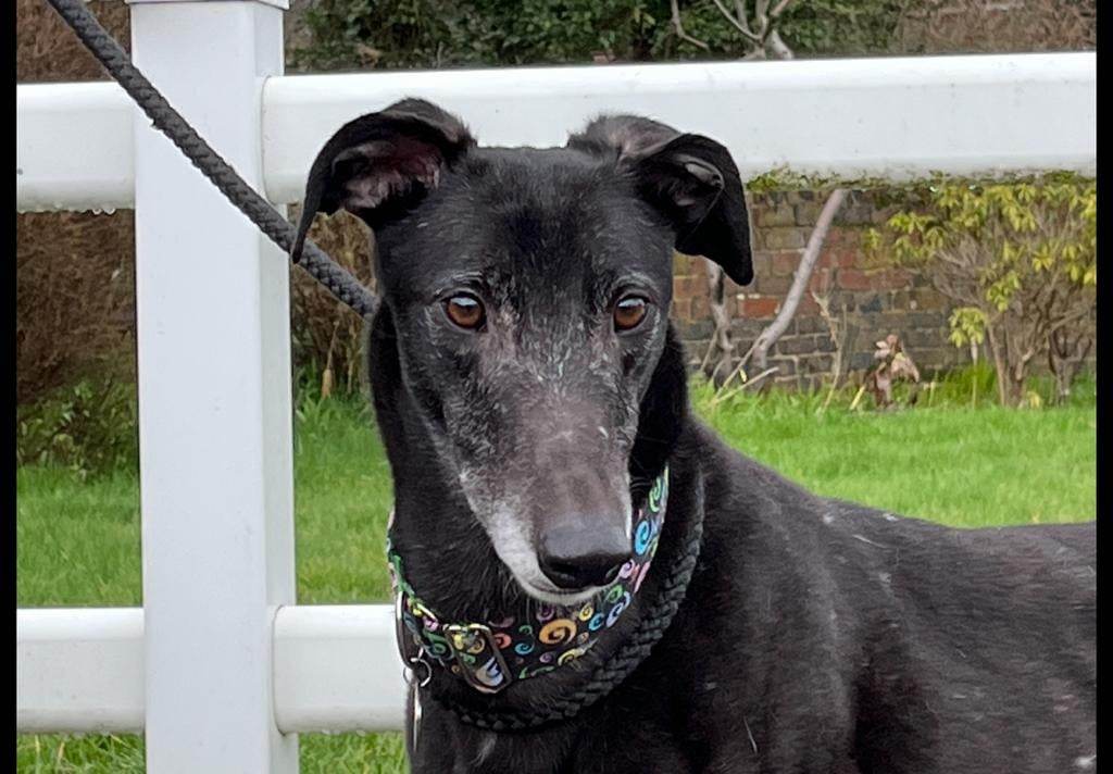 BarkInnKennels's tweet photo. King has been published on Bark Inn Kennels. You can read more here - https://t.co/QNIHkEZeUb https://t.co/gw3aR3aVrv