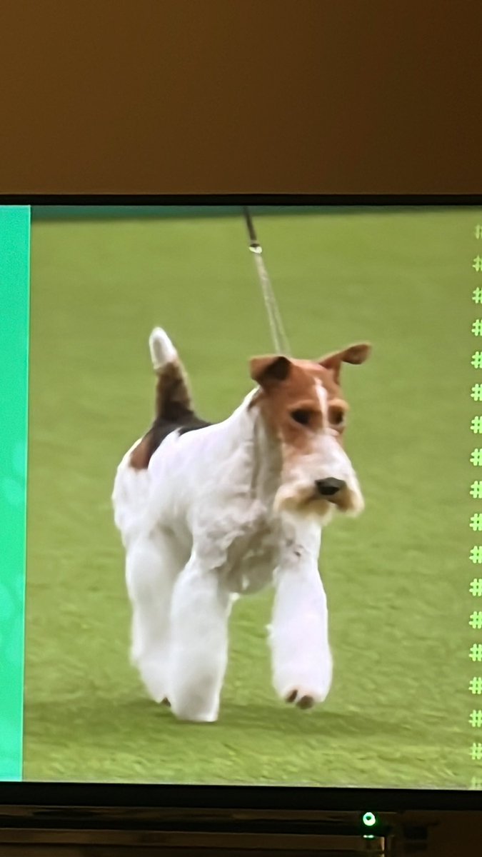 My votes for #blanca @Crufts #wirefoxterrier #crufts2023 #teamfoxy