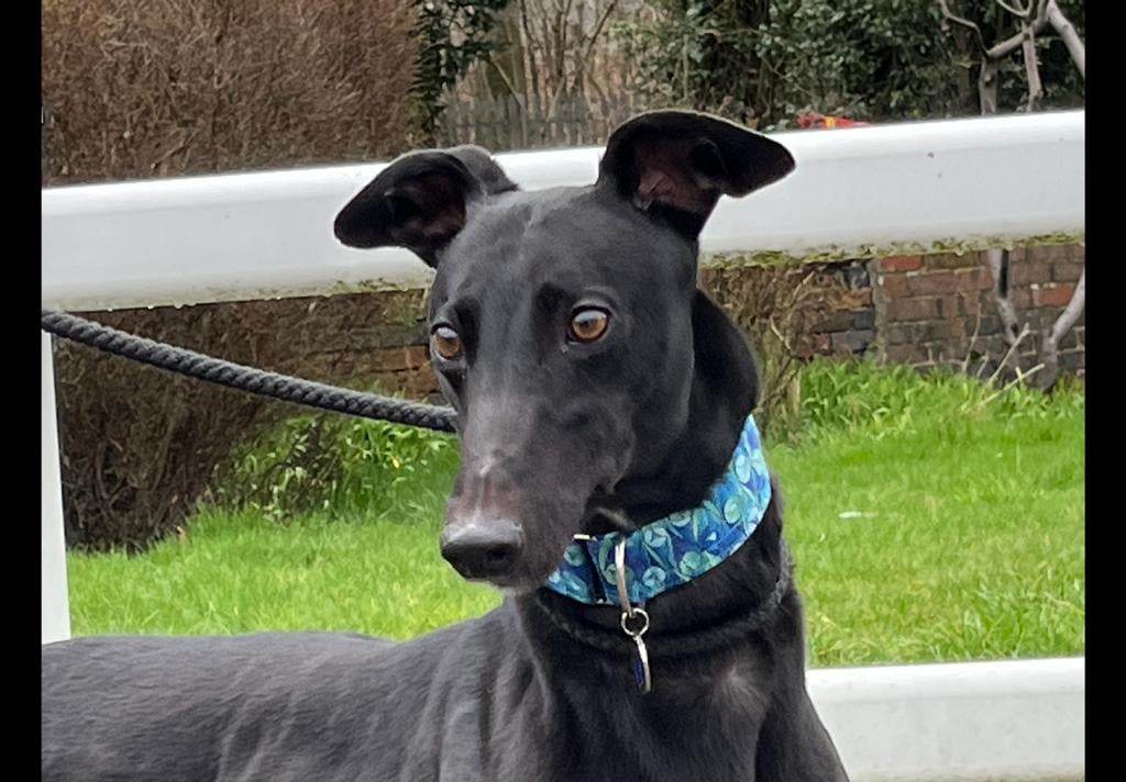 BarkInnKennels's tweet photo. Bruce has been published on Bark Inn Kennels. You can read more here - https://t.co/dfE6NqEPHk https://t.co/9kQ4hwDJP4