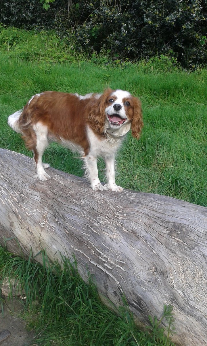 luvfashionista's tweet photo. 🐶 Congrats to Cavalier King Charles Spaniel #dublin for winning the #toygroup at #crufts2023 🐾
🐕 I'm sure my @ProDogsDirect #RescueDog is wagging his tail in excitement 🌈 https://t.co/uNdkMhSXfV
