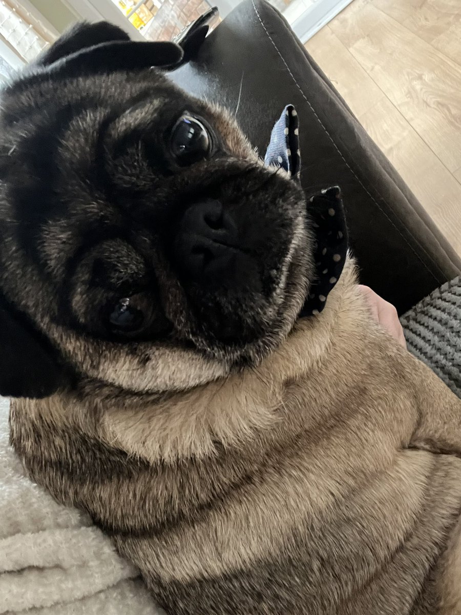 EmmaSEND_Edu's tweet photo. #Dublin #crufts2023 https://t.co/dlD6Tw6cL8
