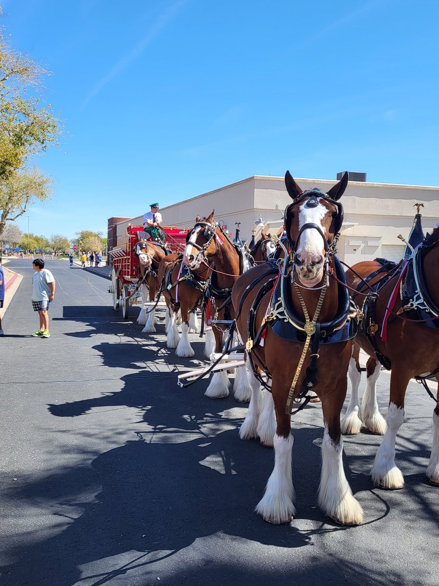 hilbert_jack's tweet photo. @DiamondDiehards 1st spring training of the year for me.  The Budweiser Clydesdales are out in true fashion.  85 degrees and sunny.  Go KC! Boomer Hilbert reporting https://t.co/tGdbnUekIG