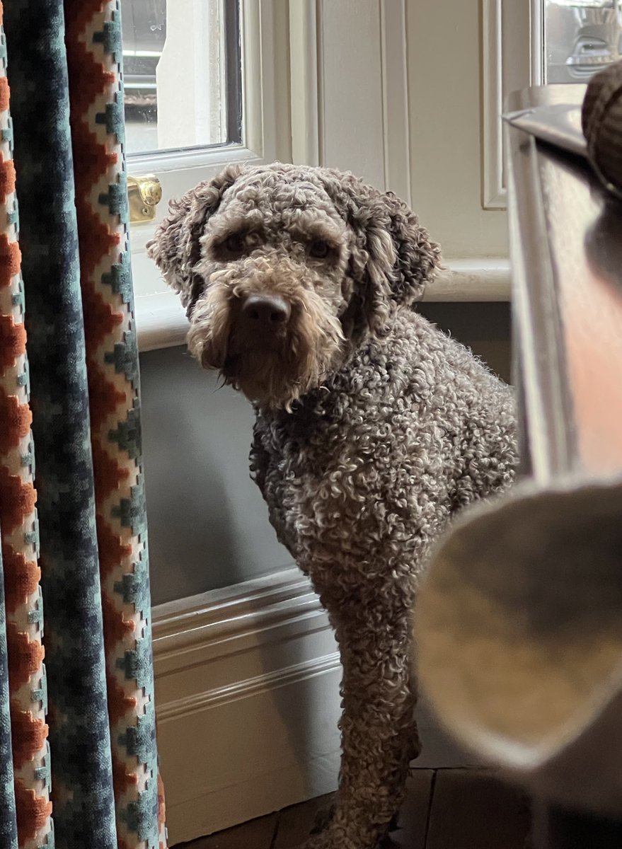 daz_mooney's tweet photo. My own #lagotto Percy is supporting #orca #crufts https://t.co/AnsoNSEt6c