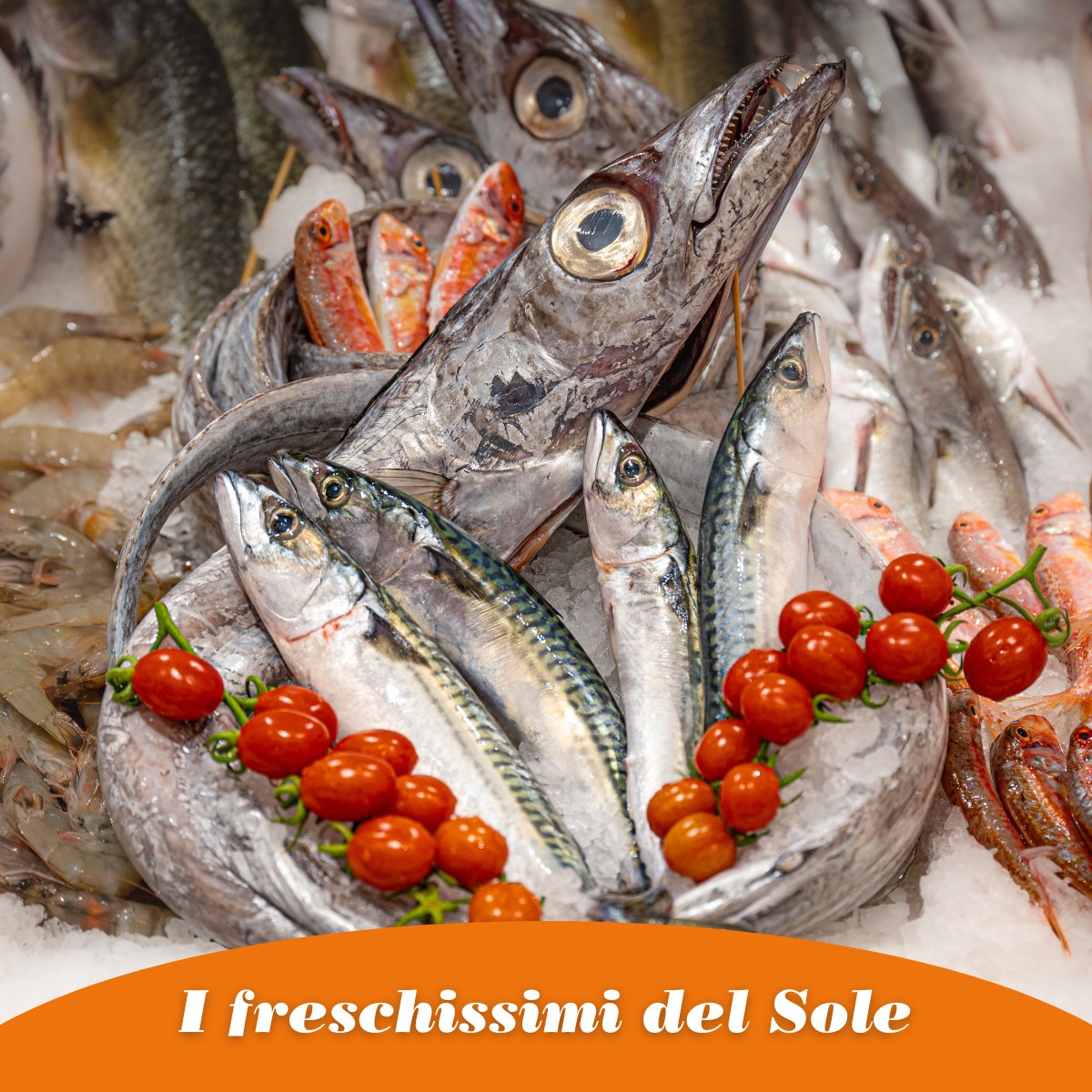 Dietetico, ricco di Omega 3, di potassio e vitamine. Ottimo sostituto di legumi e carne. Oggi portiamo sulle vostre tavole tutta la bontà del pesce azzurro. 
Pronti a gustarlo?
Il pesce azzurro è, infatti, un piccolo e saporito concentrato di proprietà benefiche