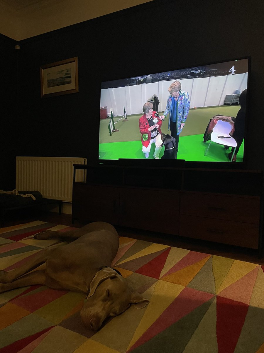 Mummymrm's tweet photo. #crufts2023 Routing for #Paris and #Archie https://t.co/GDgzixeRFl