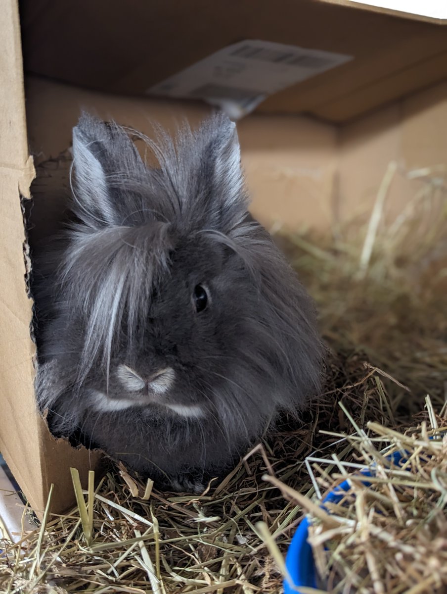 Freshfieldsresc's tweet photo. Tune in to @bbcmerseyside tomorrow morning at 8.25am when my mate Debs will be talking about me and my fellow rescue #rabbits, and how you can look after us. Did you know we can live for around 10 years, and we are very social? Lots of love, Nala Xx #AdoptDontShop https://t.co/9bjbV3WonT