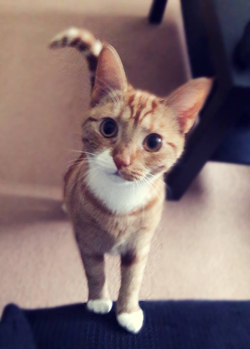 MoosieX's tweet photo. @CallofDuty Nala 😍😍 https://t.co/zICq9ewsaP