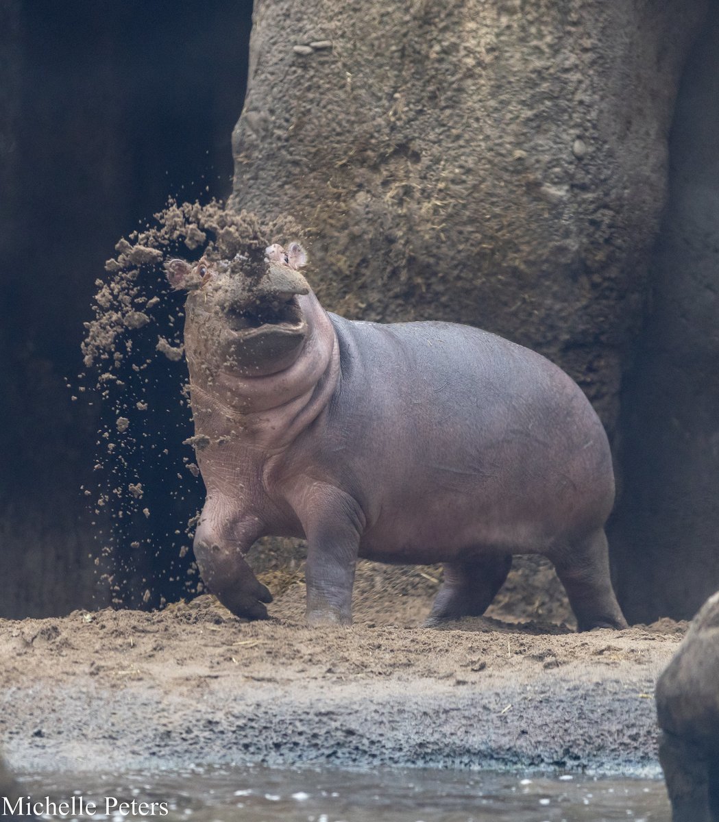 CincinnatiZoo's tweet photo. As Fritz grows, so does his personality! https://t.co/vHAO7ZsHOf
