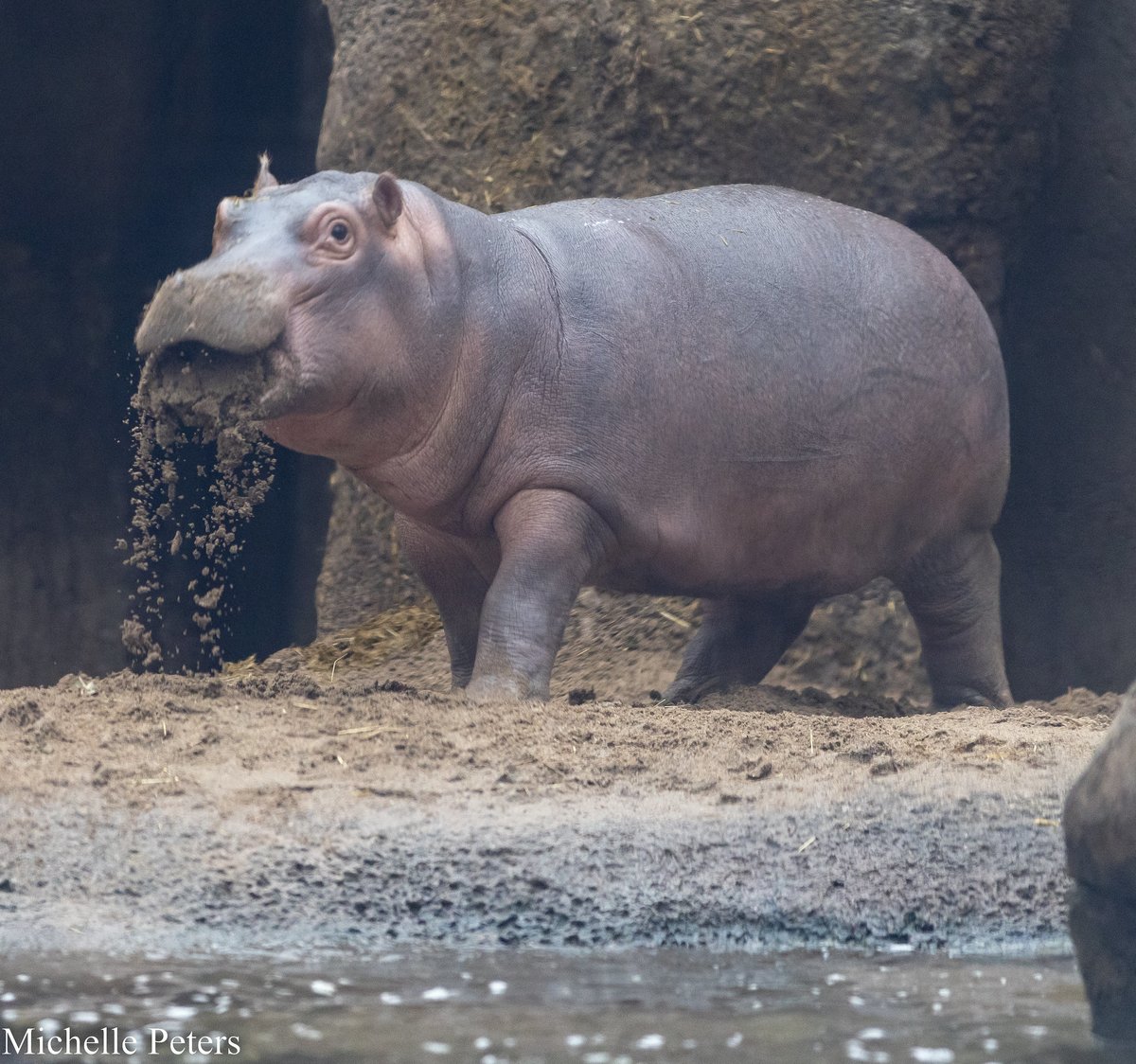 CincinnatiZoo's tweet photo. As Fritz grows, so does his personality! https://t.co/vHAO7ZsHOf