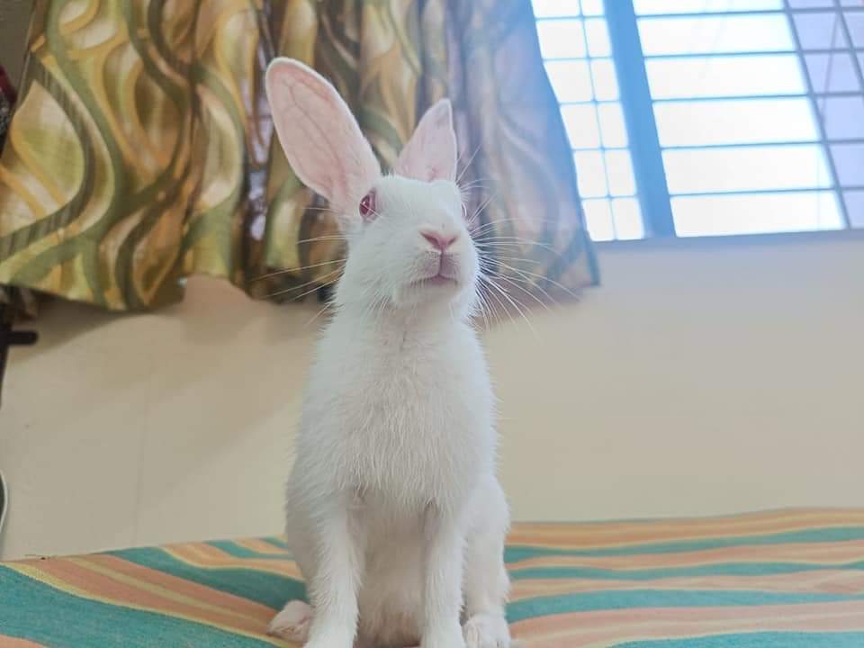 Frontliner on Twitter "3 month old rabbit up for adoption. Location