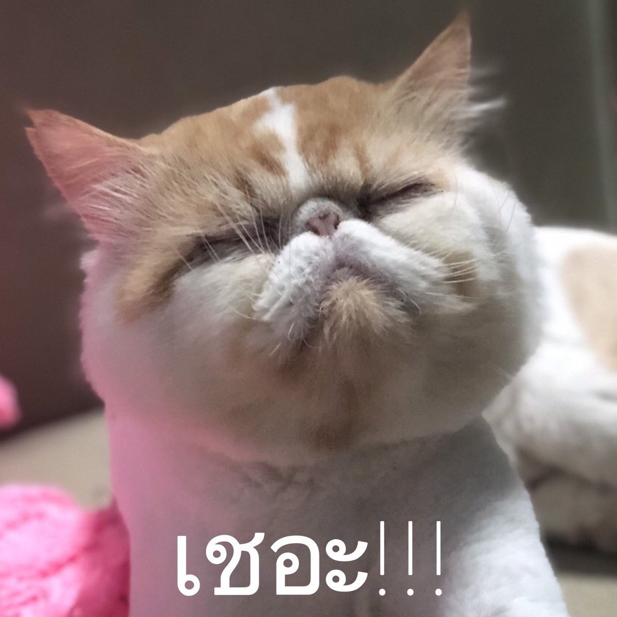 ๐๐๐ฌ๐ญ๐ข๐ ๐๐๐๐ข๐๐ข๐๐ฅ tweet media