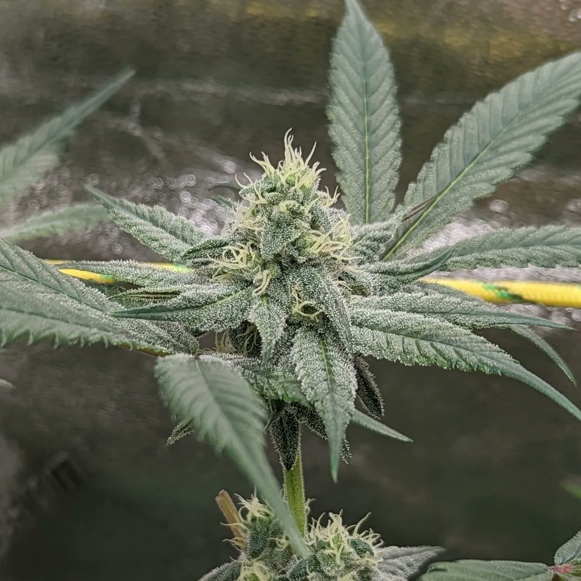 <a href="/exoticgenetix/">Exoticgenetix</a> <a href="/williehommero/">hommero75</a> <a href="/Grumpygrower121/">Grumpygrower121</a> <a href="/MDM_420/">Marvin Da Martian</a> <a href="/BBates024/">Bradford Bates</a> <a href="/Freetheblizz/">Bradford Bates</a> 

Good luck everyone. My first Exotic run is getting close.

Quikz