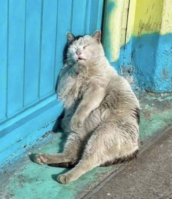 ๐๐๐ฌ๐ญ๐ข๐ ๐๐๐๐ข๐๐ข๐๐ฅ tweet media