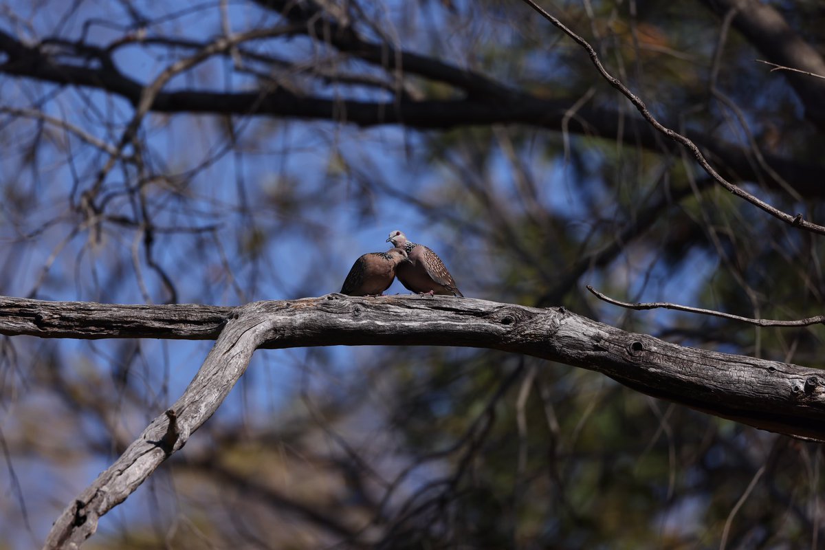 LuckyInvest_ARK's tweet image. Spotted Doves for #twototango