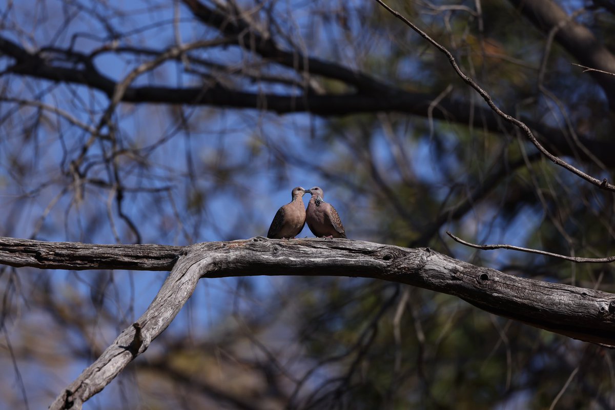 LuckyInvest_ARK's tweet image. Spotted Doves for #twototango