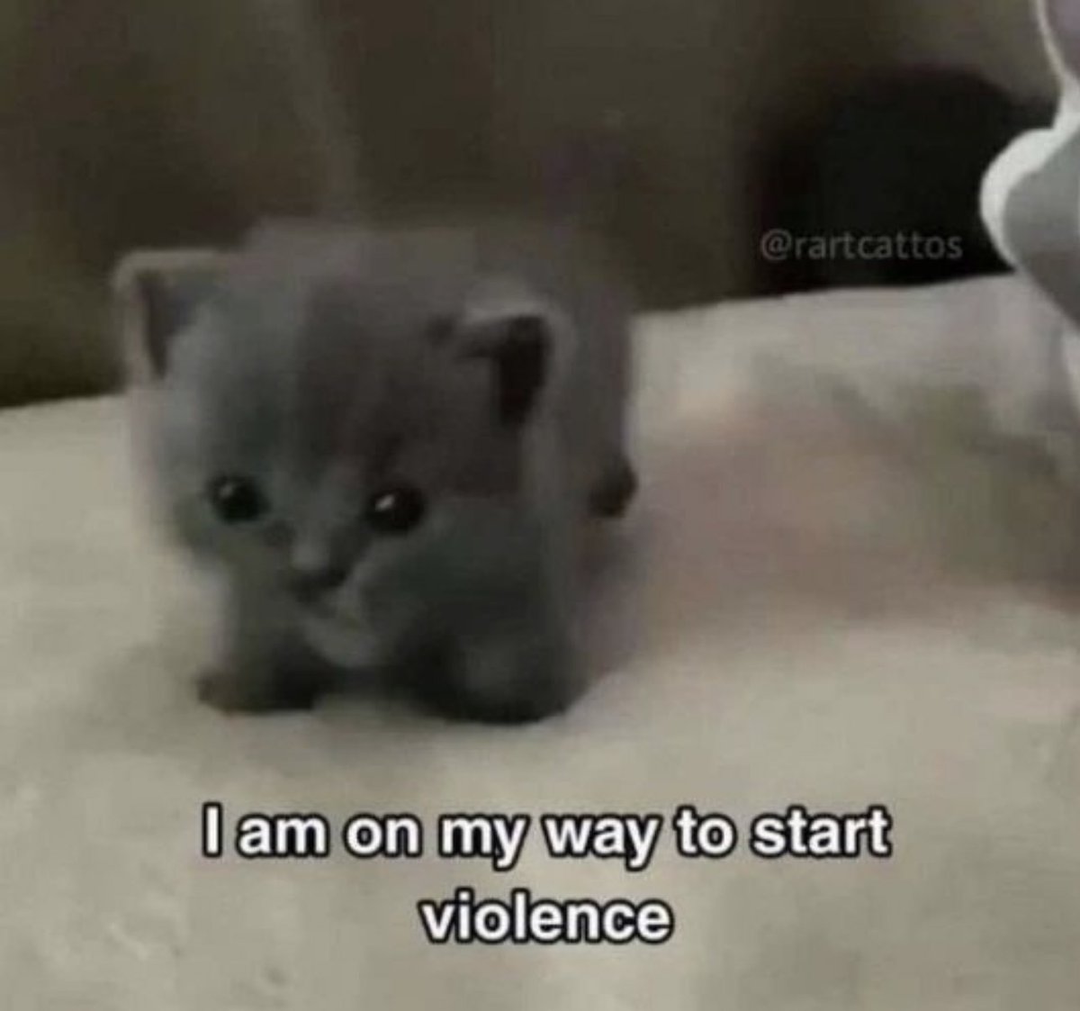 Posts Of Cats (@postsofcats) on Twitter photo 