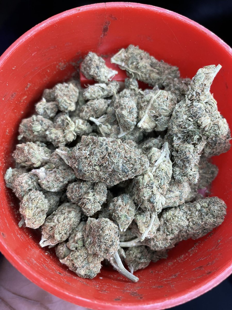 HoustonPlugGas's tweet image. Got mad flavas in half's $50-$60 #houstonplug #Houstonmeets #springplug #htx #houstonmeetup #houstongas #htxplug #htxgas #cypressplug #conroeplug #houstonfreaks #nfsw