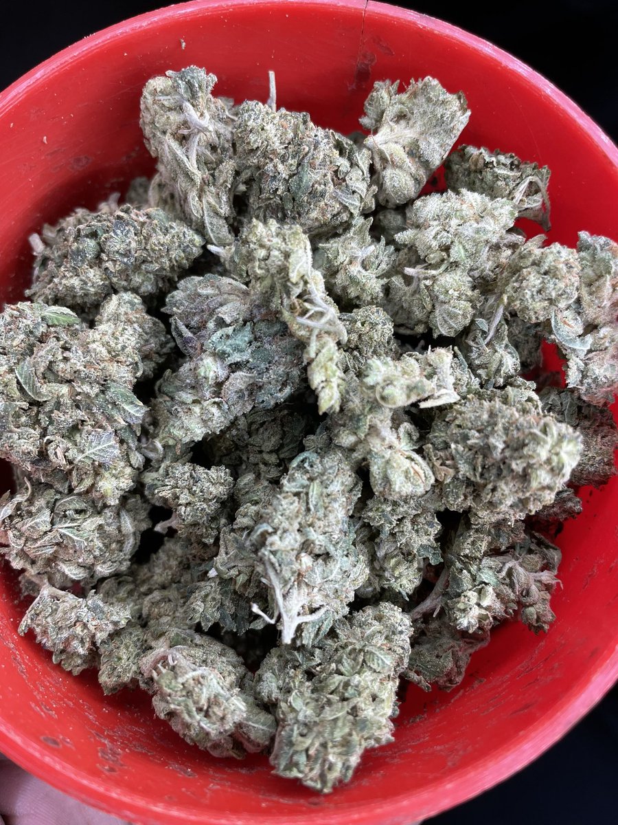 HoustonPlugGas's tweet image. Got mad flavas in half's $50-$60 #houstonplug #Houstonmeets #springplug #htx #houstonmeetup #houstongas #htxplug #htxgas #cypressplug #conroeplug #houstonfreaks #nfsw