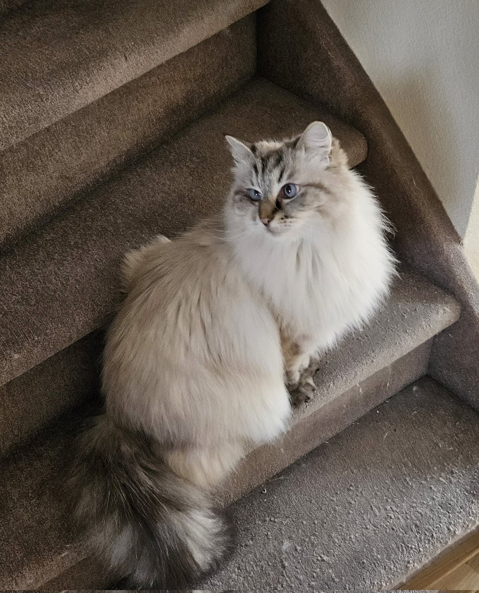 thehairycats's tweet photo. Our mum is still in bed all day with the flu. I got bored so decided to play with her glasses. She is as blind as a bat without them so it toke her a while to find them when she woke up for our dinner. 😹😹 #Casper #Bored #NotaNurse https://t.co/aA4cfpOTmY