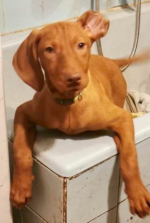 VizslamentesUK's tweet photo. ZOYA NEEDS A FAMILY OF HER OWN 🧡

We are looking for a home for our four month old Vizsla puppy Zoya. She came to us with mobility issues and her front legs were very wobbly and awkward. You can see in an earlier Facebook post. She also has a slightly deformed ear so it looks like her ear is inside out. 

Vets think her mobility is down to poor nutrition as a young puppy and we have no idea what has happened to her ear but it doesn’t cause any issues. 

What we do know, she is walking and running so much better and improving everyday. She’s a typical Vizsla pup and a ball of love. 
Zoya is very playful and loves being around the other dogs in foster and the cats! 

If you can offer Zoya a loving family please email us ukteam@vizslamentes.hu 

She would be a great addition to any family and there are lots of videos available on request of this little sweetie including one in the comments. 

Thank you 🙂 #dogsoftwitter #hungarianvizsla #vizslapuppy #rescuevizsla #vizslarescue #vizslamentes #vizslamentesuk #rescuedontshop