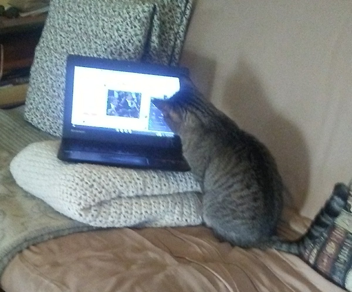 NewPopLit's tweet photo. NOTE that our petition does NOT mention cat-generated books.

A potential loophole?🤔
https://t.co/qPaNlfTu7A
#cats #writers #robots #ChatGPT https://t.co/ItWTuWGGvj