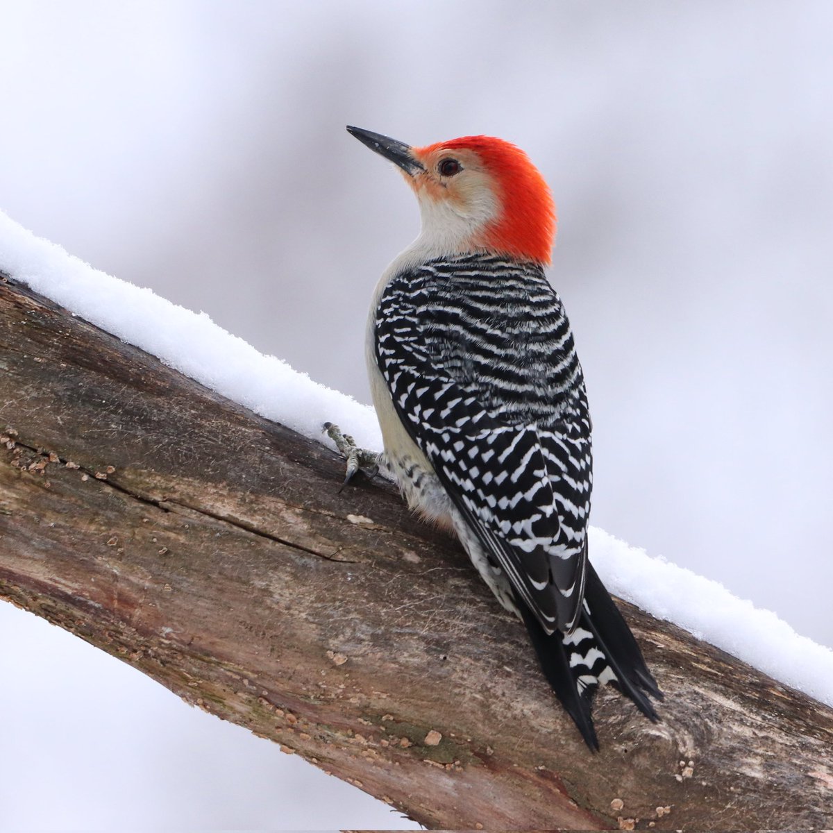 It's a March snow day! ❄️ ❄️ ❄️ 
#redbelliedwoodpecker #birds #woodpeckers #woodpecker #redbelliedwoodpeckers #birding #redhead #snowday #snowdays #marchsnowday❄️ #marchsnow #birding #ohiobirding #ohiobirdworld