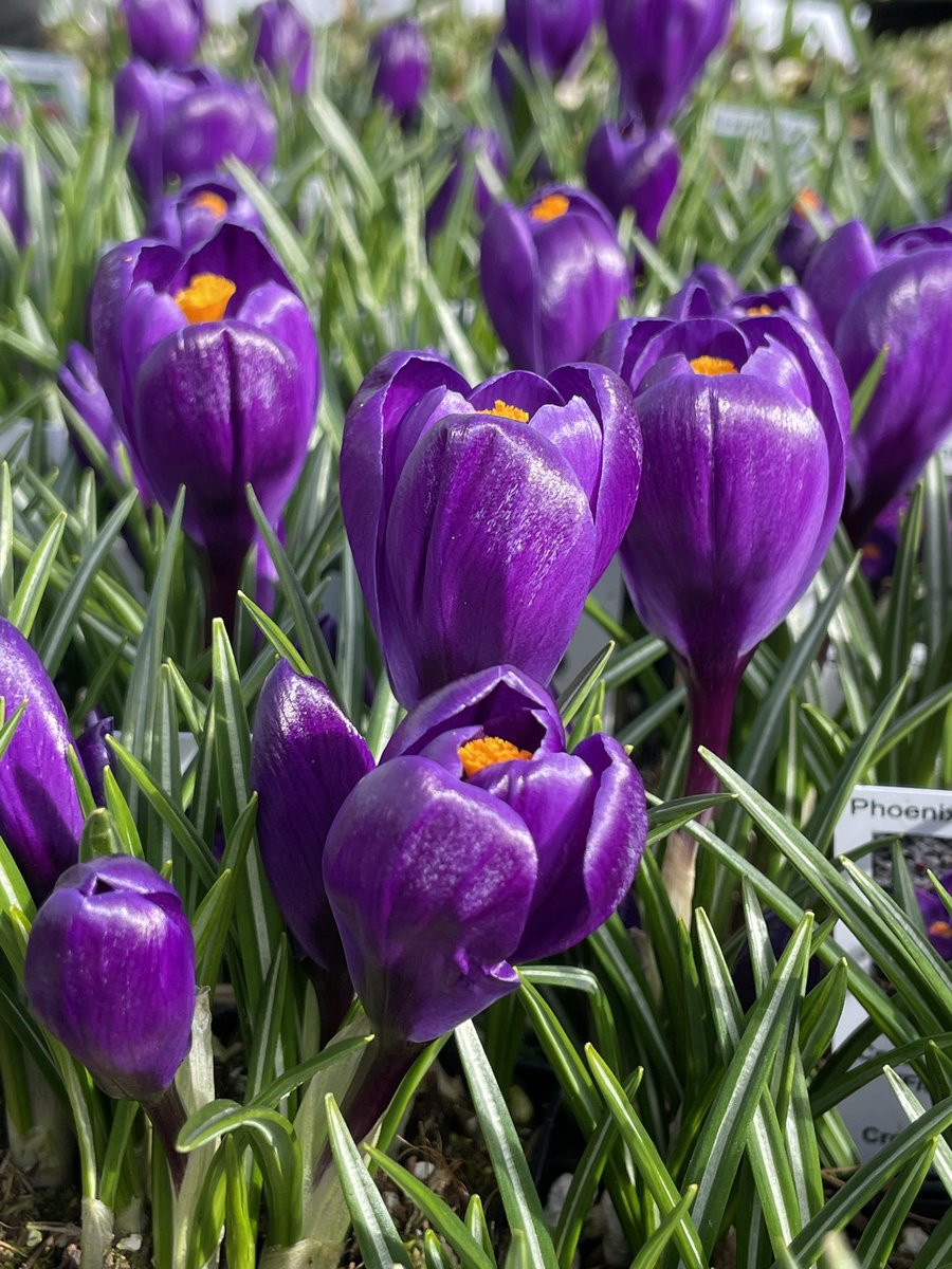 PhoenixPer's tweet photo. CROCUS are perfect for planting between later-emerging perennials and beneath deciduous shrubs. They also look great with #hellebores. Potted bulbs are now on sale 10-20% off. #spring #digdropdone #rhizomes #springbulbs #bulbs #corms #fabatphoenix #phoenixperennials https://t.co/9UzToOnTF9