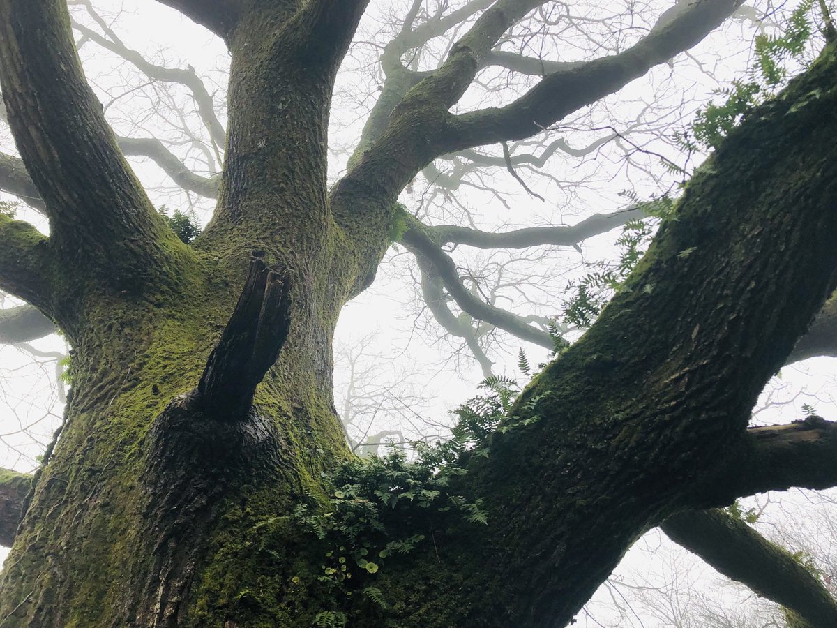 WriterHannahBT's tweet photo. I’m finding myself counting down to 7pm tonight when #WildIsles begins on BBC1 with its first episode #Woodlands🌳🌳🌳 *get your popcorn 🍿 ready🍿* Watch it like an Oscar winning blockbuster because it’s THAT GOOD. #conservation #home #BritishWildlife https://t.co/R5My1TT5vC