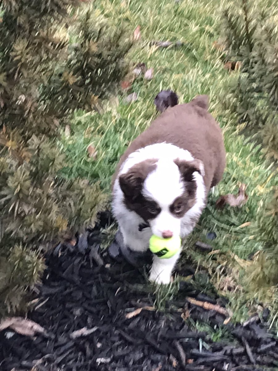 JulienCorven's tweet photo. @kilchurn Thank you! She’s been such a good girl this morning. https://t.co/G1SLSIpWVD