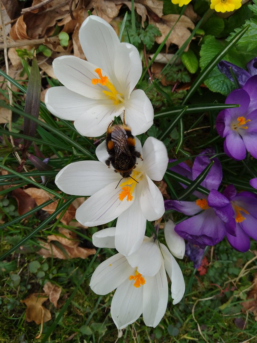 Queen bufftail bumblebee was taking advantage of a brief mild spell in the garden today & gorging herself in the crocuses. 😊 @BumblebeeTrust #BeeTheChange #bumblebee @Lancswildlife