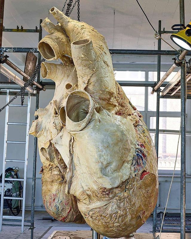 HistorieEnFotos's tweet photo. El corazón de una ballena azul pesa 181 kg. Mide 1.2 metros de ancho y 1.5 metros de alto, su aorta es de 9 pulgadas de ancho y se pueden escuchar sus latidos desde más de 3,2 km de distancia. 🐋 🫀 https://t.co/RdpeZHJojq