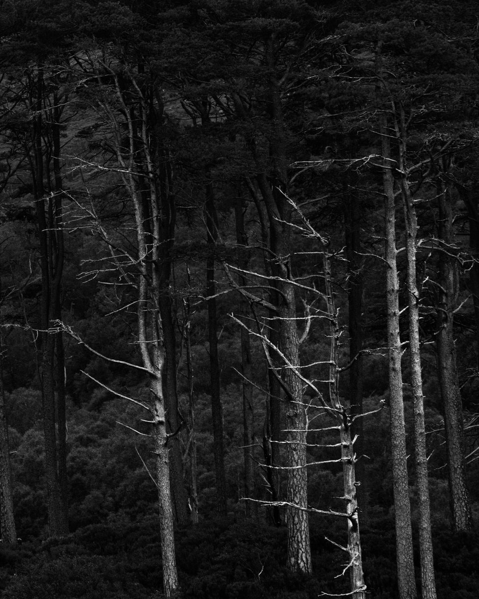 A set from the highlands of Scotland 🏴󠁧󠁢󠁳󠁣󠁴󠁿