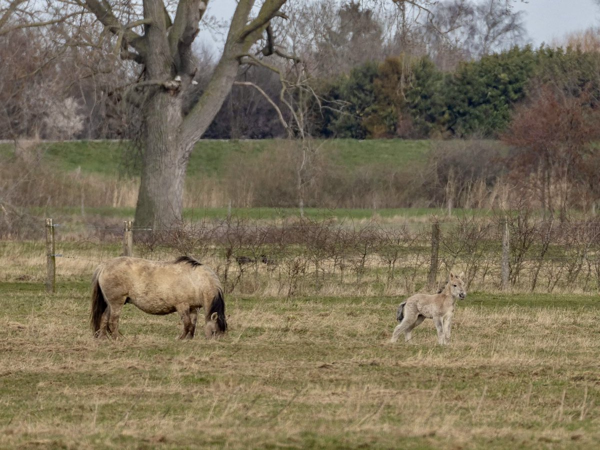 In 1 nacht 2 mooie #Konik #veulens geboren in het #Kanaalpark. Kom je op kraamvisite, bewaar voldoende afstand en hou je hond aan de lijn! Foto’s <a href="/Veendi/">Diane van Veen</a> <a href="/FREE_Nature/">FREE Nature</a> @empelsnieuws <a href="/brabantsdagblad/">Brabants Dagblad</a> <a href="/omroepbrabant/">Omroep Brabant</a> @Natuurmonument