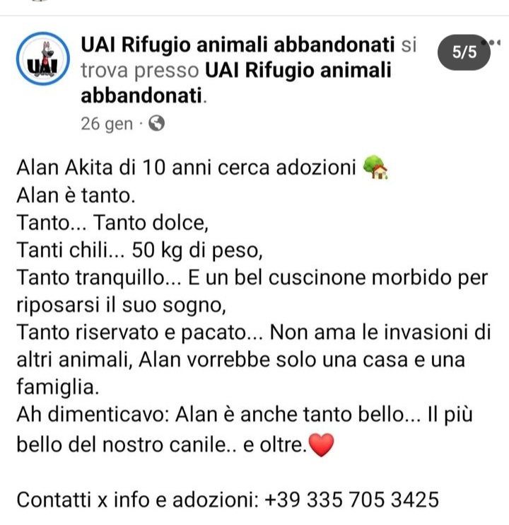 zampa_qua's tweet photo. AIUTOOO‼️STRAURGENTE🆘🆘⛔️⚠️⚠️⚠️☎️3357053425🐕ALAN 10 anni E TROPPO STANCO DI ASPETTARE ,NON CE' PIU TEMPO😔APRITE LE PORTE DEL VOSTRO CUORE ,HA ATTESO QUESTO MOMENTO DI LIBERTÀ DA TUTTA UNA VITA,nn lasciamo che muoia in canile #4voiceless https://t.co/EnCRdGpsWQ