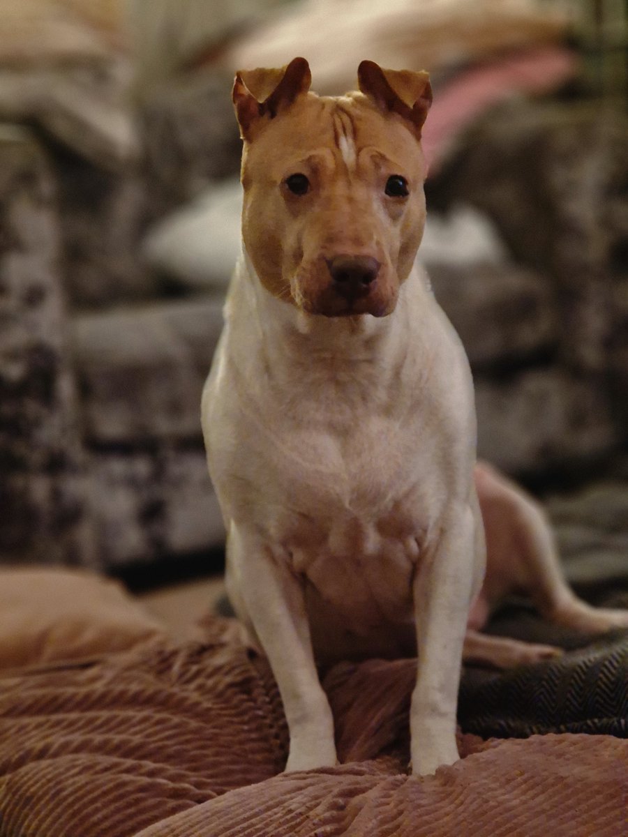 Celeb_FC's tweet photo. Hey #Crufts - here's our founders dog Cleo - she's an 8 year English Bull Terrier x Shar Pei. She's just recovering from a leg Operation ( Thank you #Fitzpatricks ) https://t.co/VbvBsHCIdq