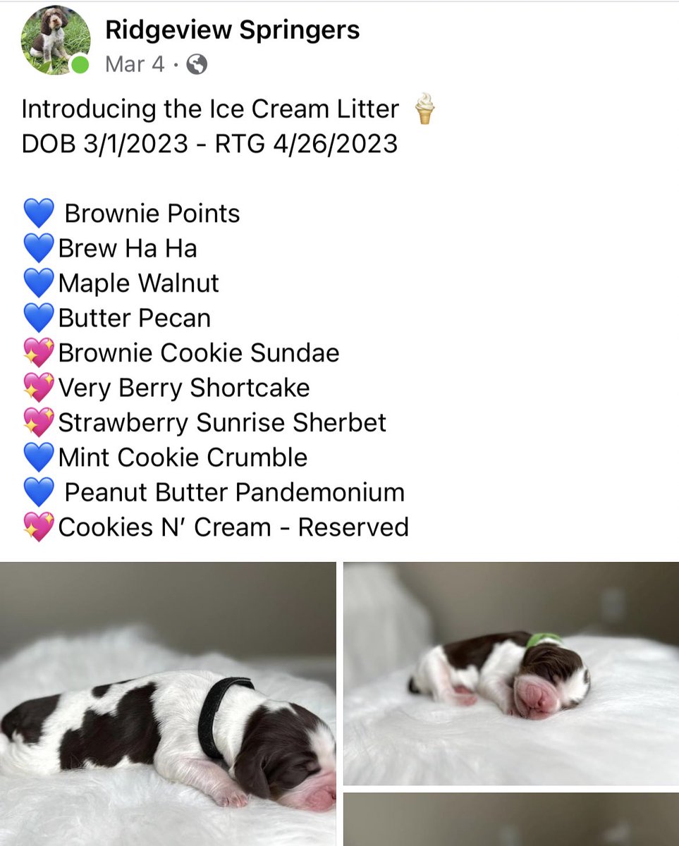 TwoButtonsDeep's tweet photo. A Saratoga dog breeder named their litter after @stewartsshops ice cream flavors in what may be the best marketing move of all time 🍨 🐶@pupstateny https://t.co/E3SrvrniS2