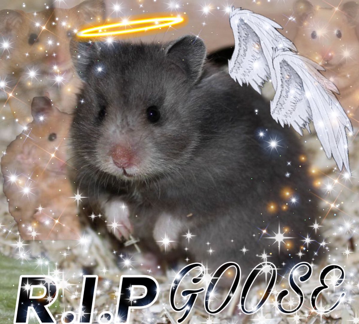 hunteroyale's tweet photo. In loving memory, RIP Goose https://t.co/rLVf93ZnYh