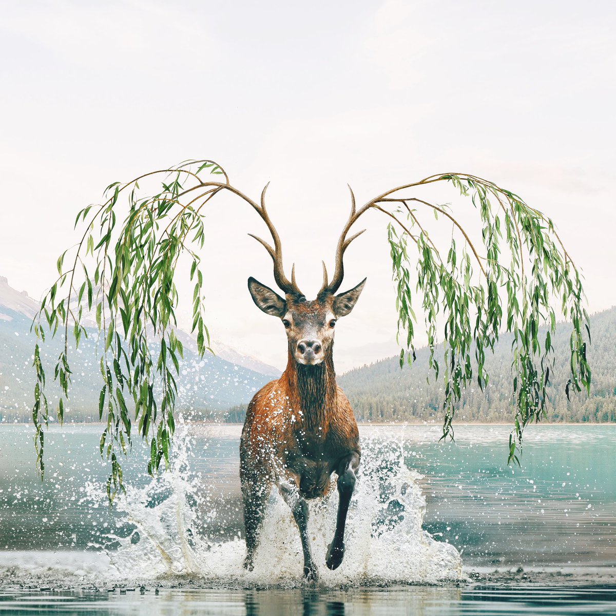 heyluisa_'s tweet photo. Wild at heart 🤍🦌

Day 12 of the #pantonechallenge2023
Prompt: willow tree https://t.co/mt9r2ur36J