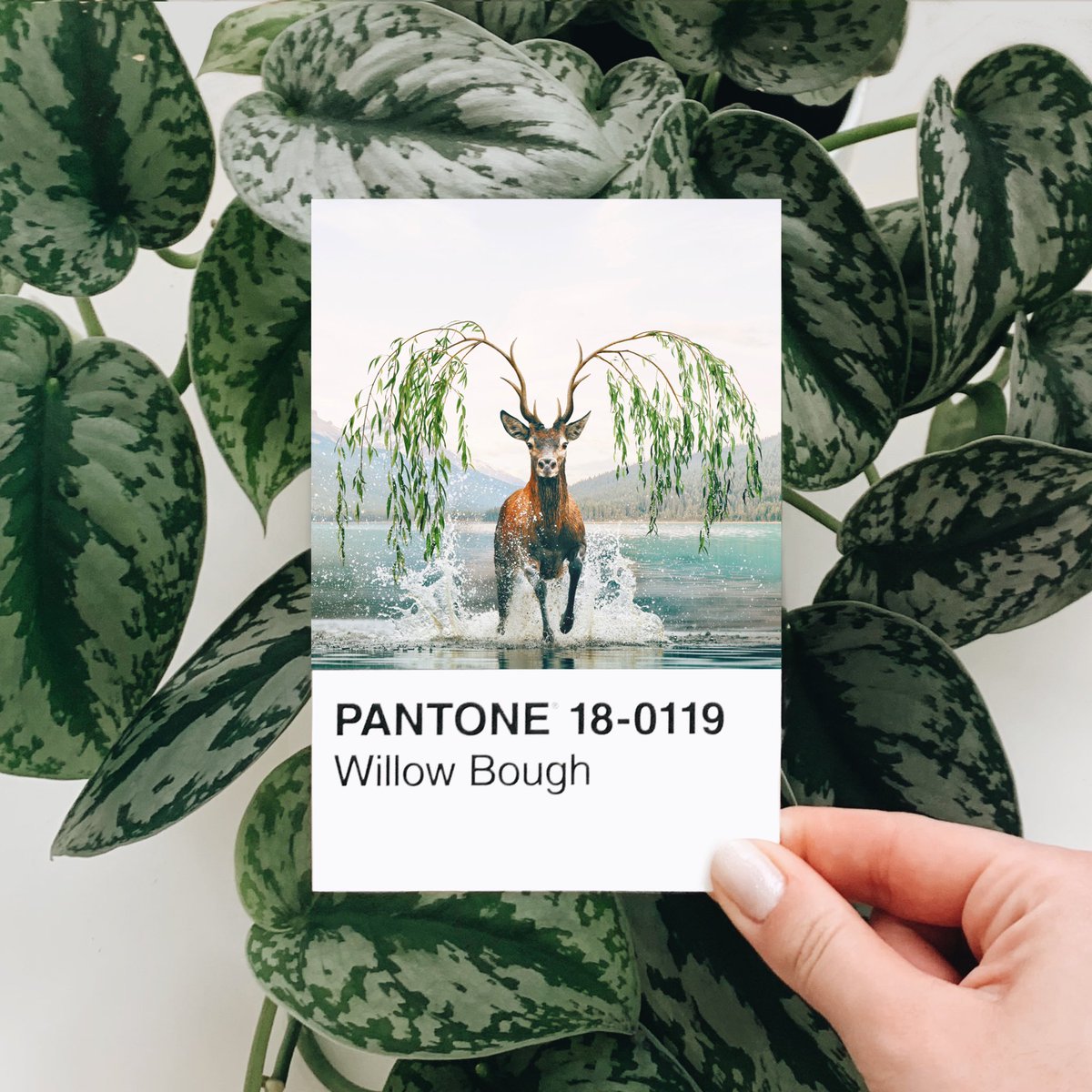 heyluisa_'s tweet photo. Wild at heart 🤍🦌

Day 12 of the #pantonechallenge2023
Prompt: willow tree https://t.co/mt9r2ur36J