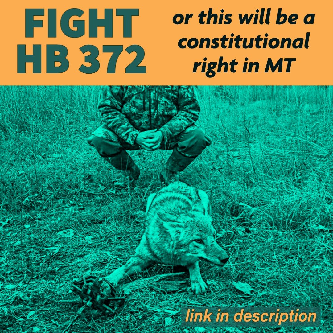 BanKillContests's tweet photo. 📢📢📢Montanans & All Activists: Send your comments to oppose HB 372 that will make hunting, trapping, & fishing constitutional rights in Montana. Tell the House Judiciary to Vote NO on HB 372. https://t.co/bB64MdawND https://t.co/Fc1u4LzNAH