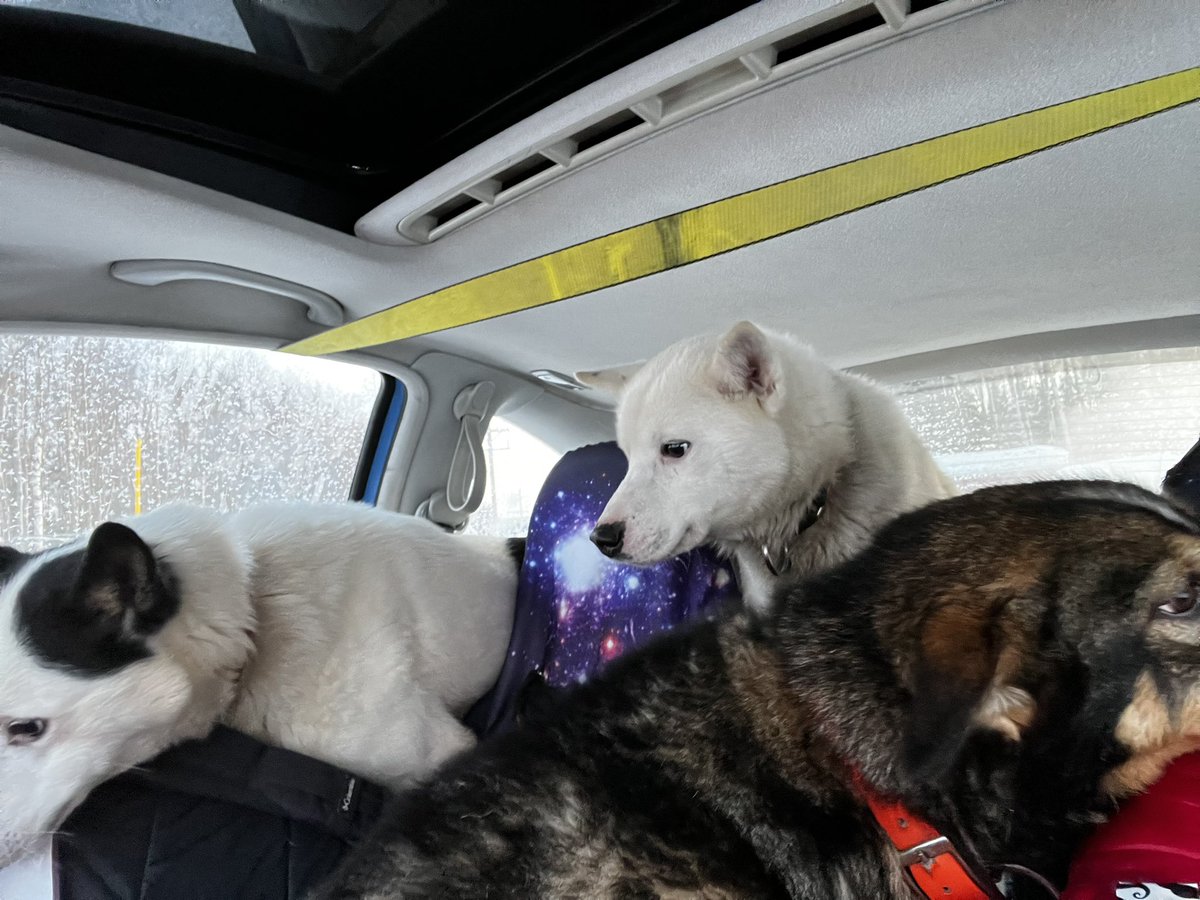 alaskandoggirl's tweet photo. One more ride in the #dogbug this morning down to the start of the Nome Sign races! Iβm planning to run the 10-mile with these five crazies:
Sarah Jane and Frygga
Charming
Cooper and Maserati https://t.co/BW6gMJ10cC