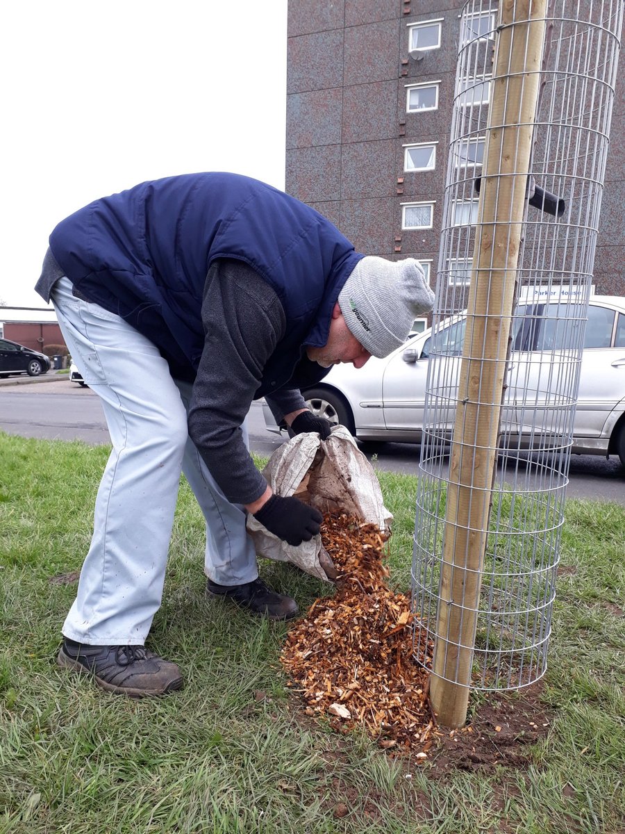 fruitnutvillage's tweet photo. We've been working hard at #BritfordOrchard #Maypole today. 14 trees now growing there. #PlantATreeIn23. #FruitAndNutVillage #DruidsHeath.  #AnnieElizabethApple #PennyCherry #Cherrycot #Gage #ConcordePear https://t.co/sXvKlaoUyt